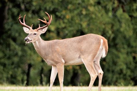 pictures of a buck|free deer photos whitetail buck.